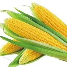 ذره شاميه كيلو